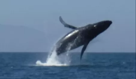 Humpback Whale Puerto Vallarta