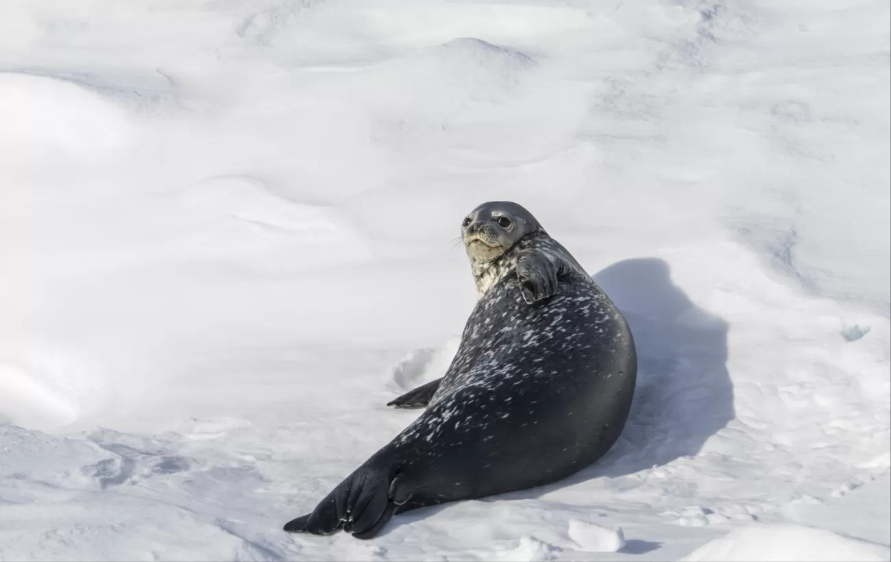A Weddell seal watches the ship cruise by