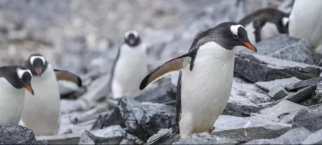 Gentoo penguins hopping up the rocky shore