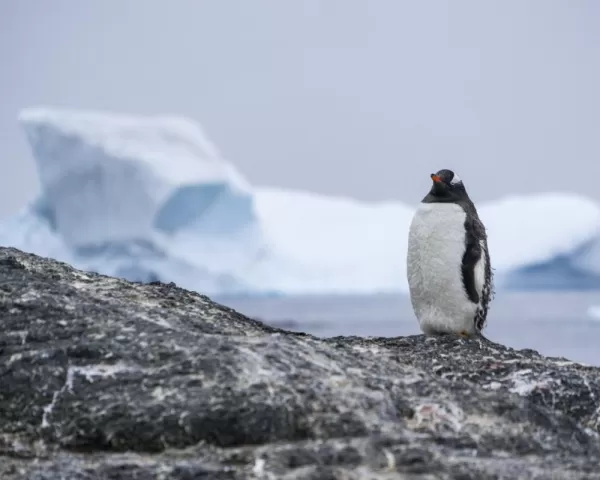 Look for Gentoo penguins on your cruise!