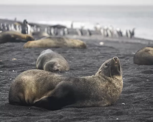 Fur seals and penguins on the beaches of Deception Island