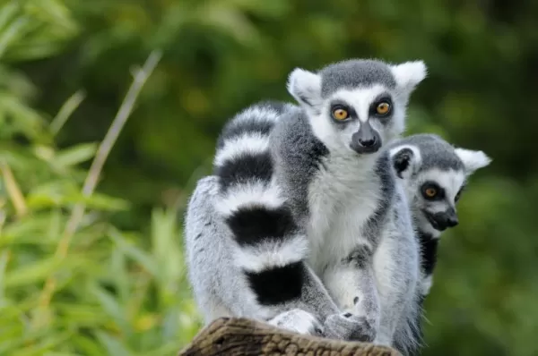 Look for ring-tailed lemurs in Madagascar