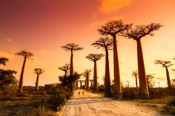 Striking baobab trees lit by the sunset in Madagascar