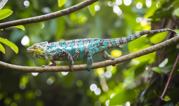 Look for chameleons in the rainforests of Madagascar