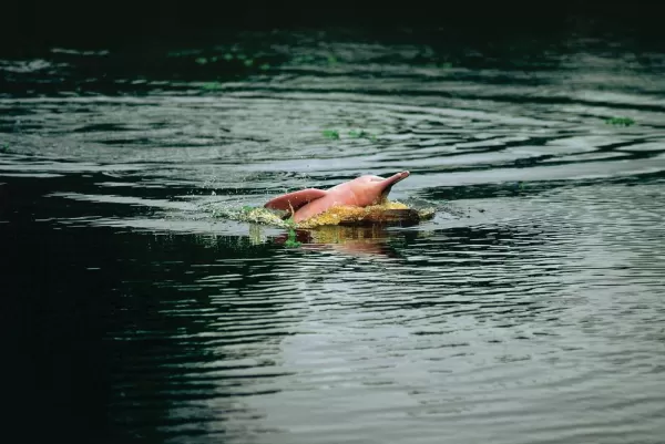 Pink dolphin in the Amazon