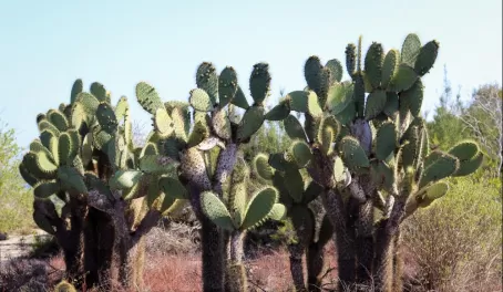 Giant Cacti