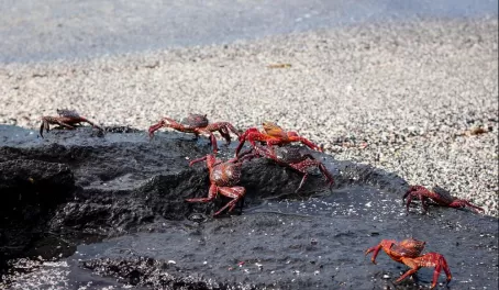 Crabs on Fernadina Island
