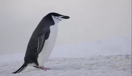 Chinstrap penguin!