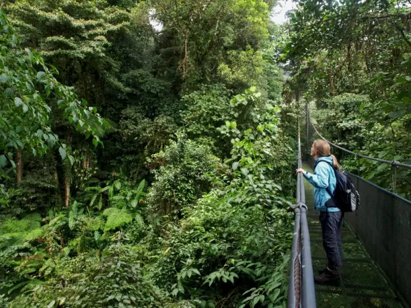 Explore the rainforest canopy of Costa Rica