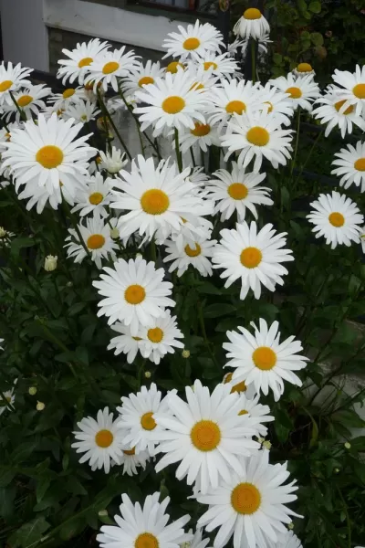 Ushuaia's robust daisies. 