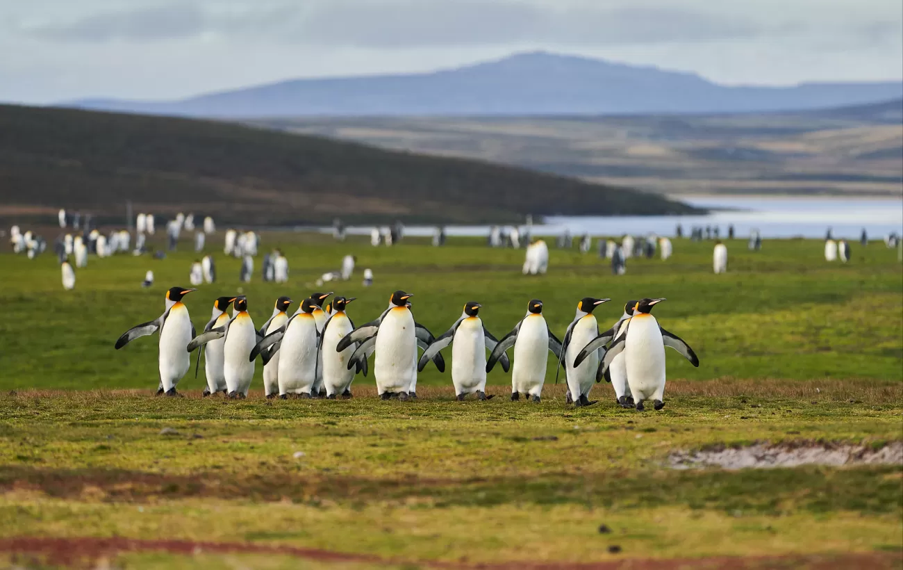 King penguins in the Falklands