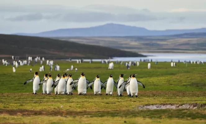 King penguins in the Falklands