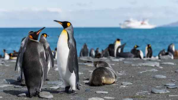 Spot king penguins on subantarctic islands