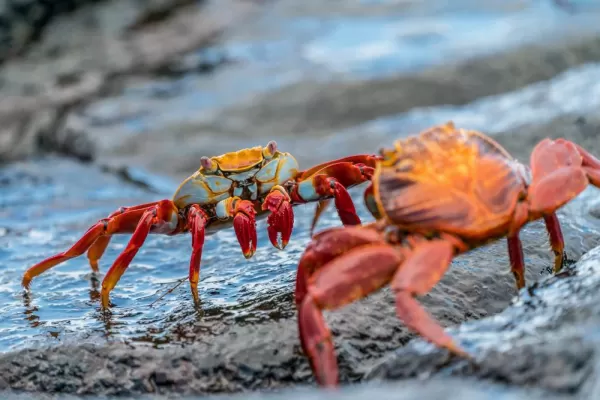 Colorful crabs in the Galapagos islands