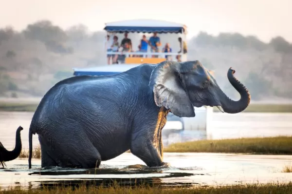 Marvel at the wildlife of Africa on a river cruise