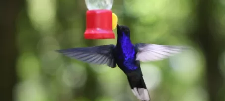 Hungry Hummingbird - spectacular colours and so small!