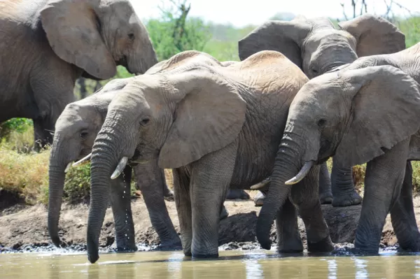 Elephants in Karisia Walking Safari