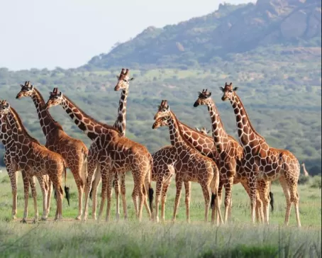 Giraffes in Karisia Walking Safari