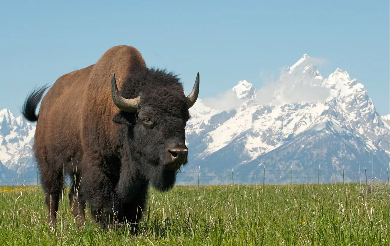 Wildlife Viewing Bison