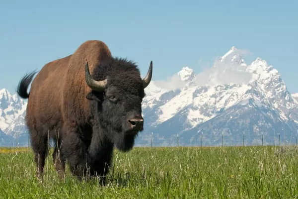 Wildlife Viewing Bison