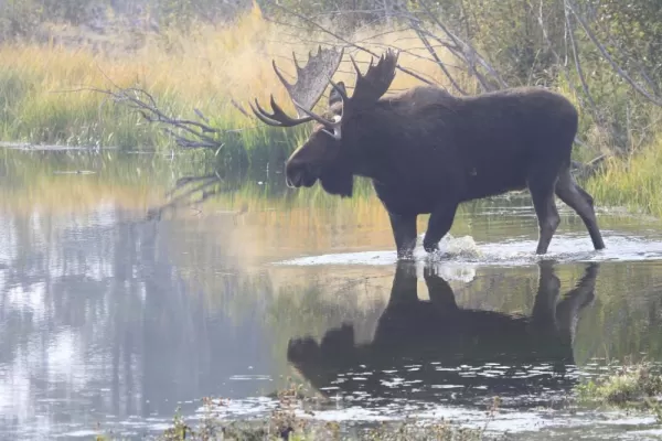 Grand Teton NP, Wildlife Viewing Moose