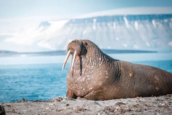 Walrus in Svalbard