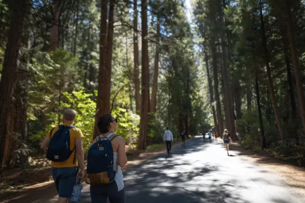 Hiking beneath the trees in Yosemite NP