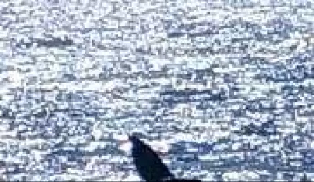 Whale Fin Puerto Vallarta