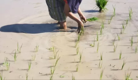 Planting rice fields, Lombok, Indonesia
