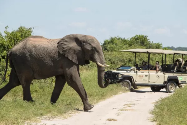 Elephant Close Encounter
