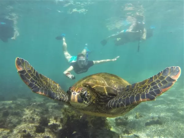Snorkelling With Turtles In The Galapagos