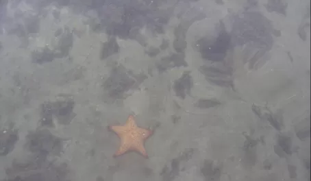 Starfish in Belize