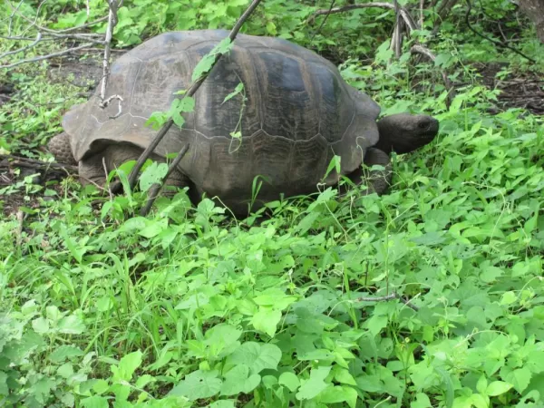 Giant tortoise came down from the highlands in the rainy season