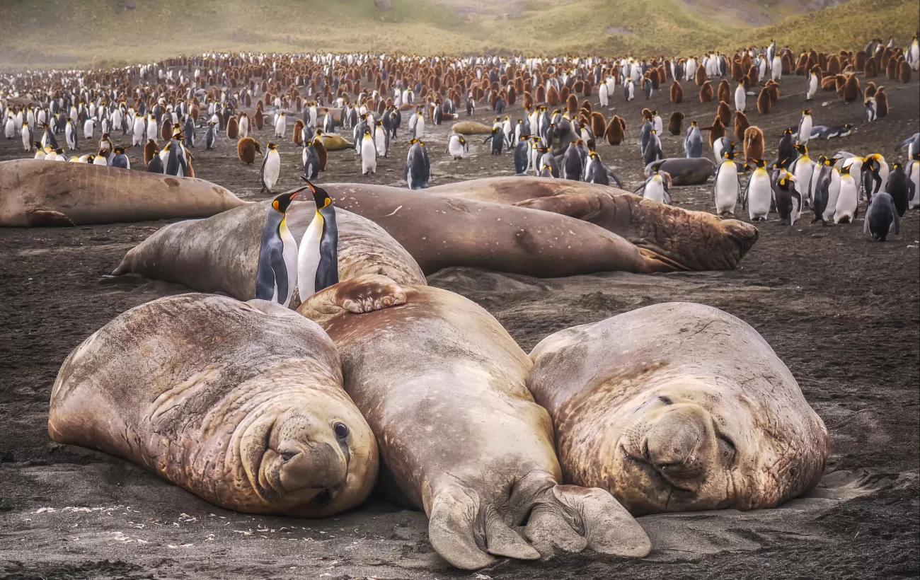 Two adult king penguins stand between large elephant seals lying on a black sand beach