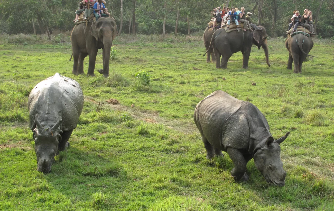 Wildlife in Bardia National Park