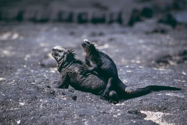 See marine iguanas during your Galapagos travels!