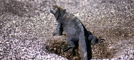 Wildlife viewing on the Galapagos:  Marine Iguanas