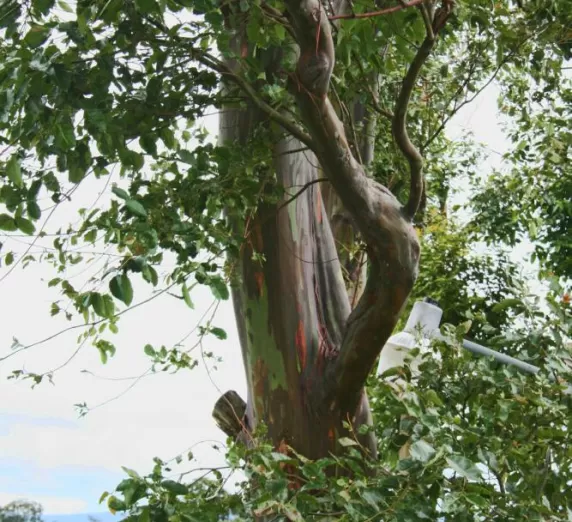 A cool naturally painted tree at Doka Estate