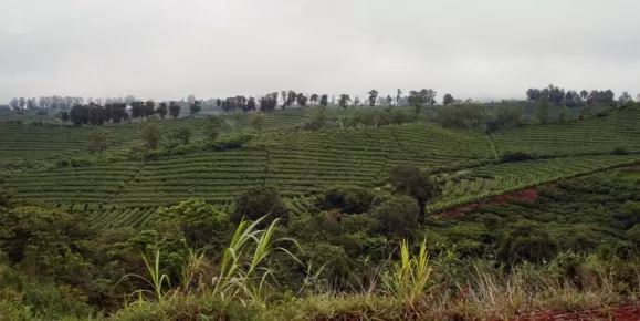 Doka Estate Coffee Plantation