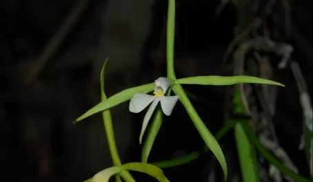 ghost orchids!
