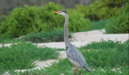 Great Blue herons are so spectacular to view