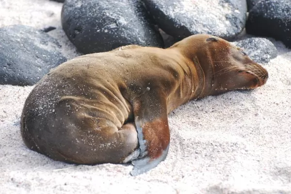 baby sea lion, perhaps 3 days old, sleeping and waiting.