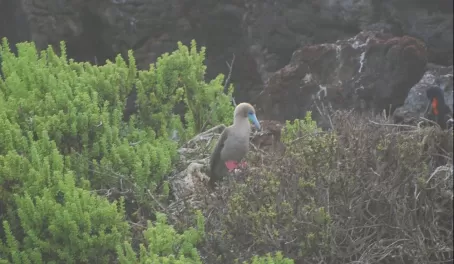 Red Footed Boobies nesting on the low bushes
