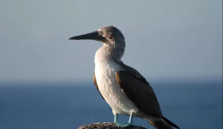 Blue Footed Boobie waiting......