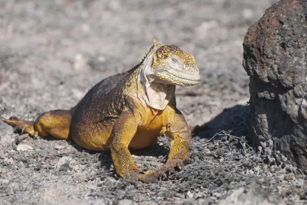 The land iguana has adapted to the dry conditions in the Galapagos