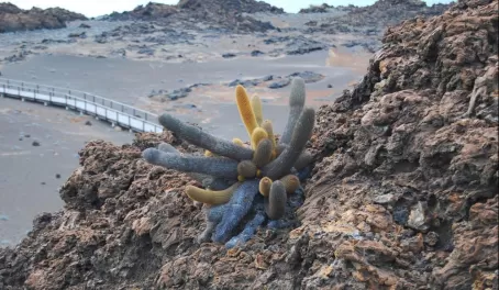 Lava Cacti growing out of rock on near barren environment