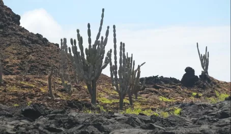 Tall cacti trees and the lunar landscape