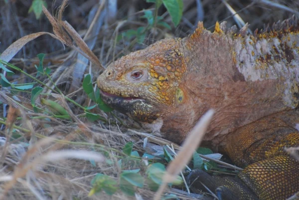 The fierce land iguana on Dragon Hill