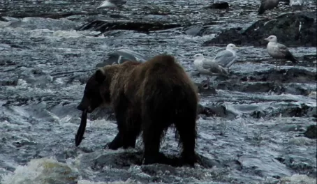 Coastal Brown Bear on Salmon Stream on Chichagof Island