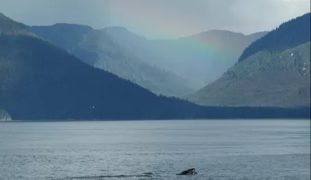 Humpback Whale Alaska's Inside Passage
